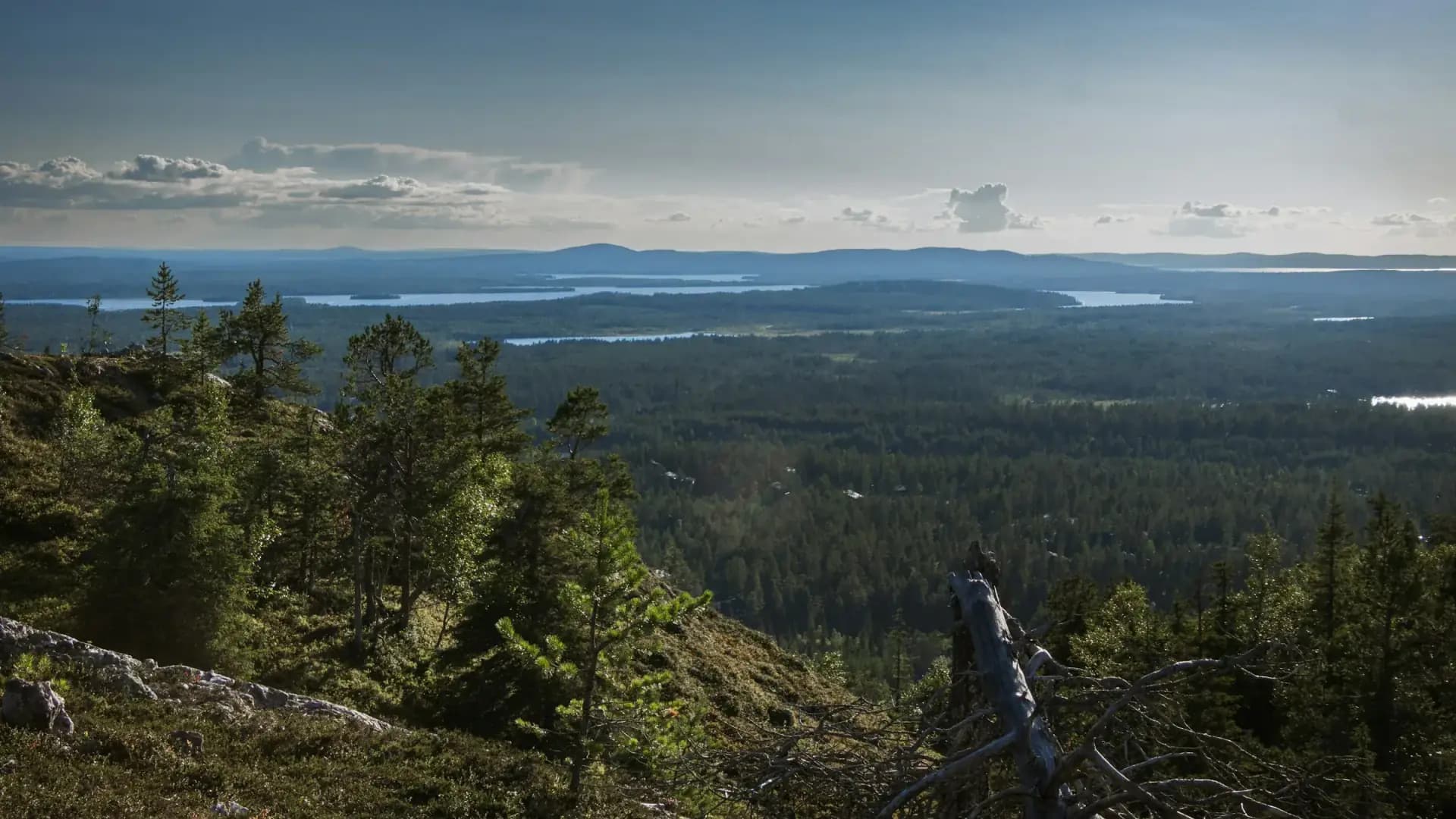 Sumuinen Kainuun aarnimetsä laaksomaisemassa