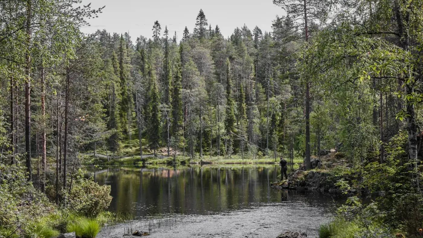 Vihreä joki halkoo Hossan kansallispuiston metsiä kesäisenä päivänä
